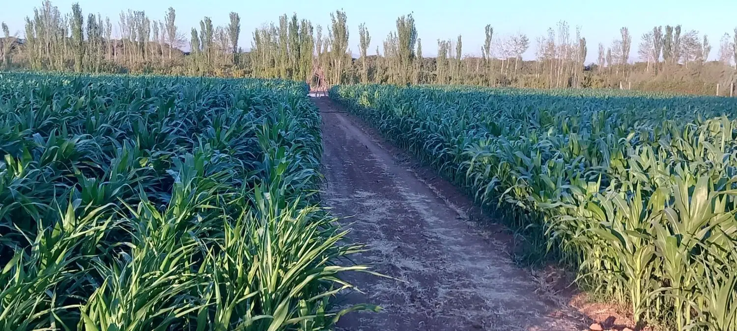 زمین کشاورزی
