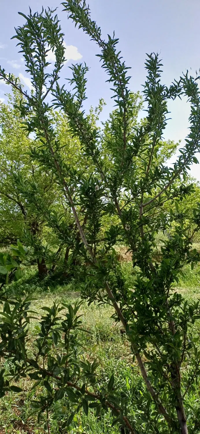 زمین طرح هادی رشید آباد