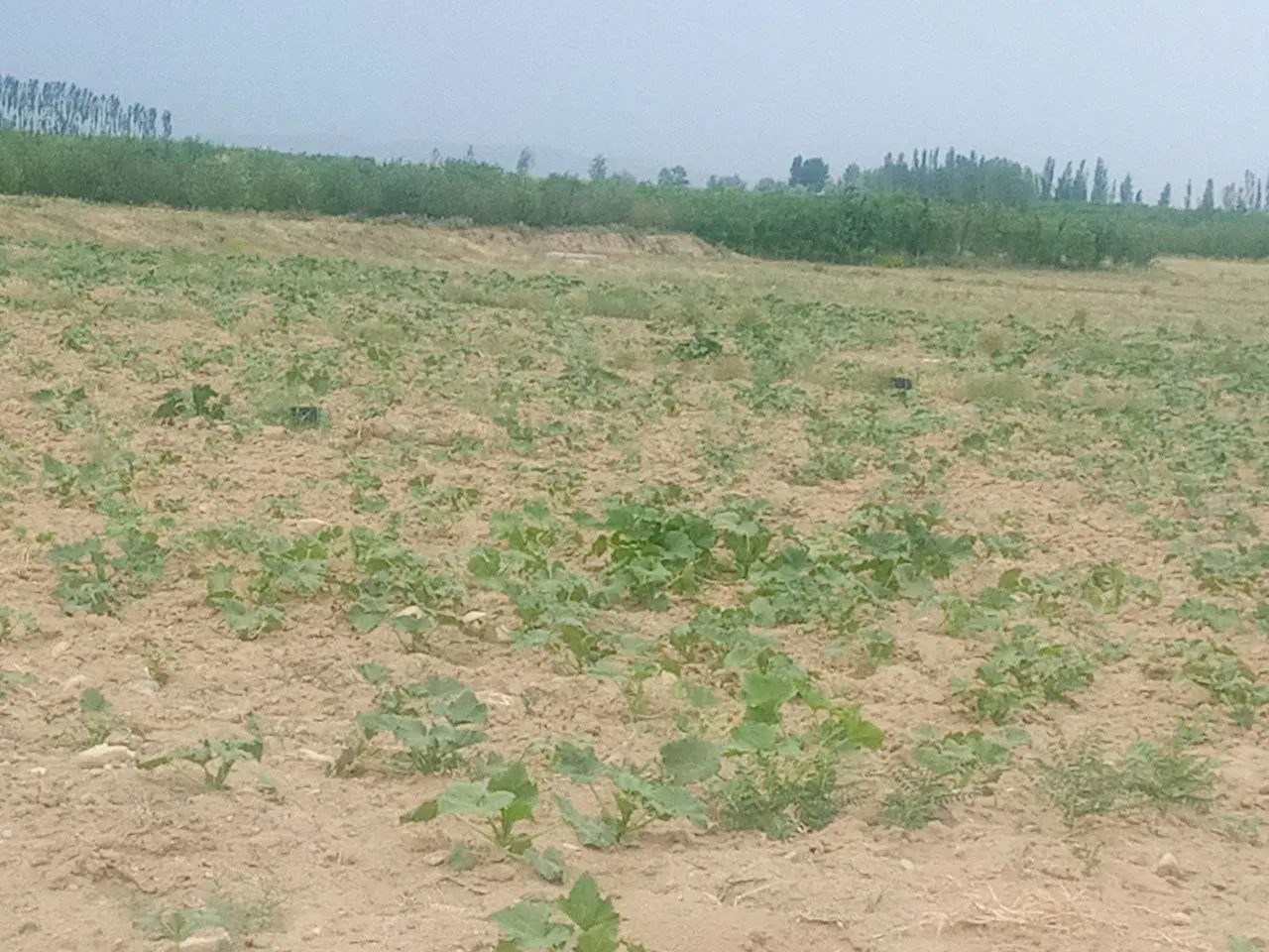زمین آغ داش آبیاری بارانی