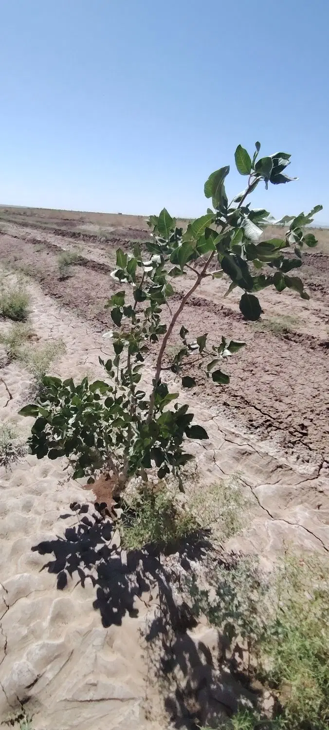 3.5 هکتار باغ پسته پیوند خورده با زیرساخت اصولی