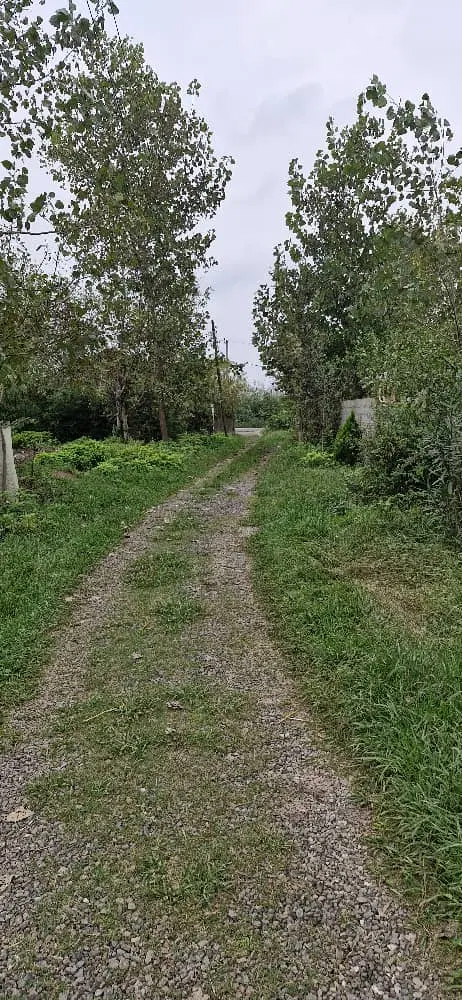 زمین باغی فوری فروشی
