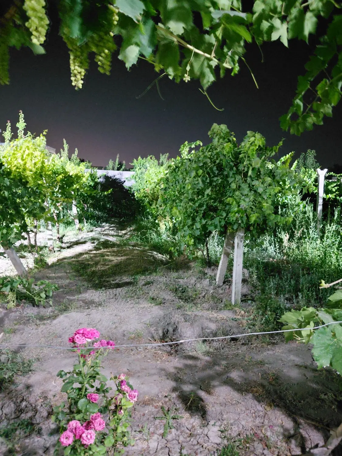 باغ ۱۱۰۰ متری جاده سنتو  اردو شاهی ، ترکمان