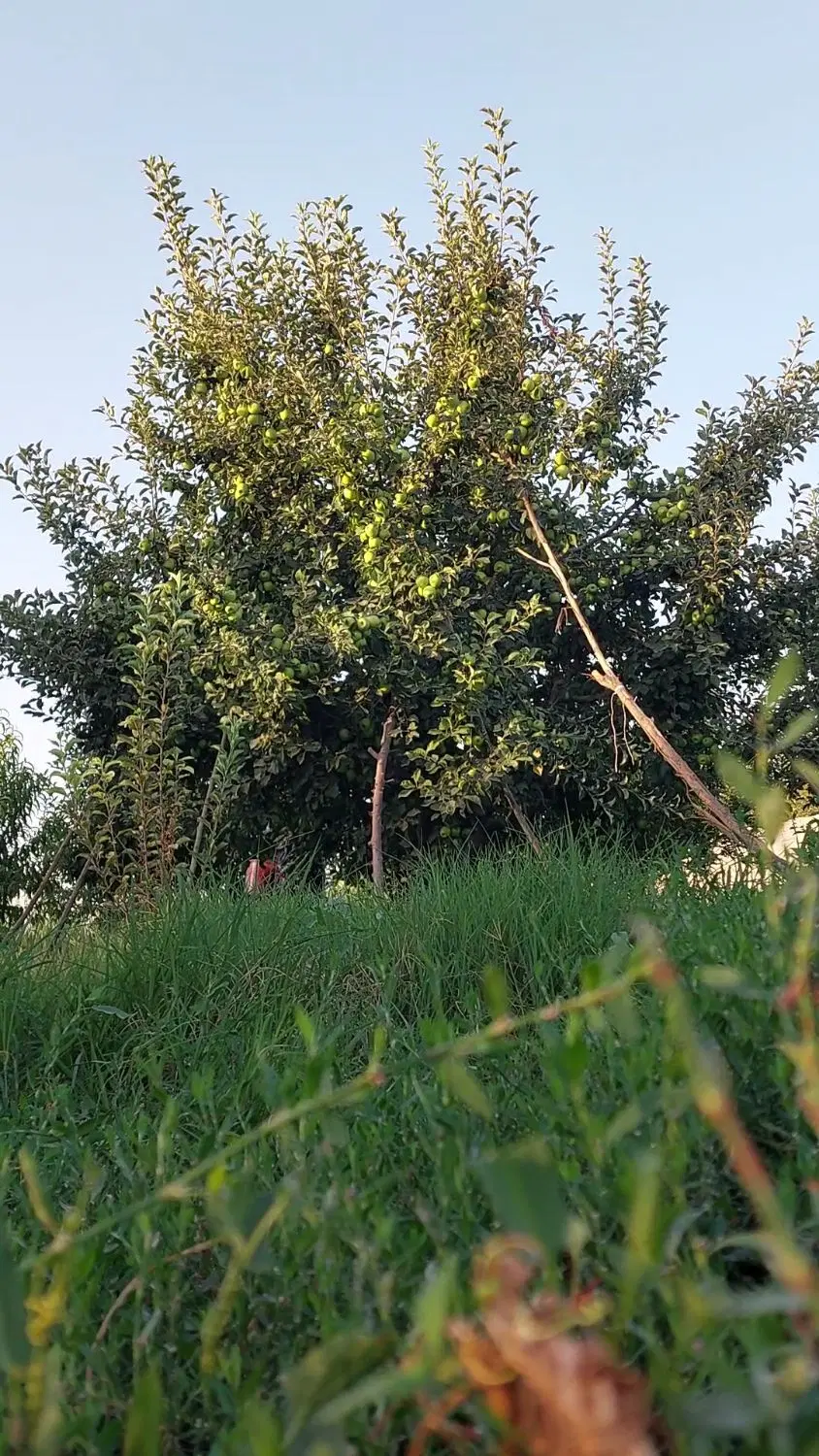 قطعه  باغ ویلایی