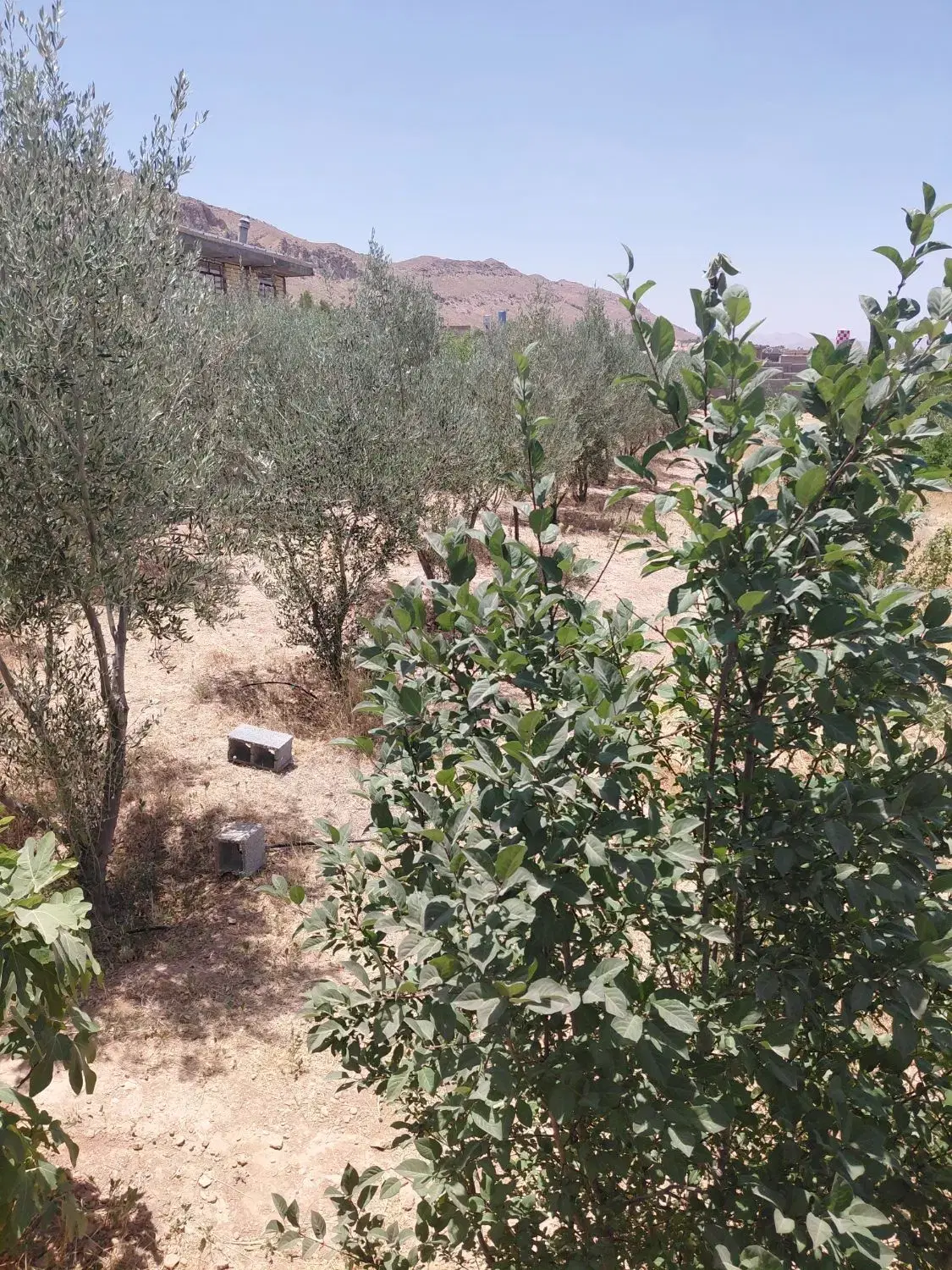زمین باغ