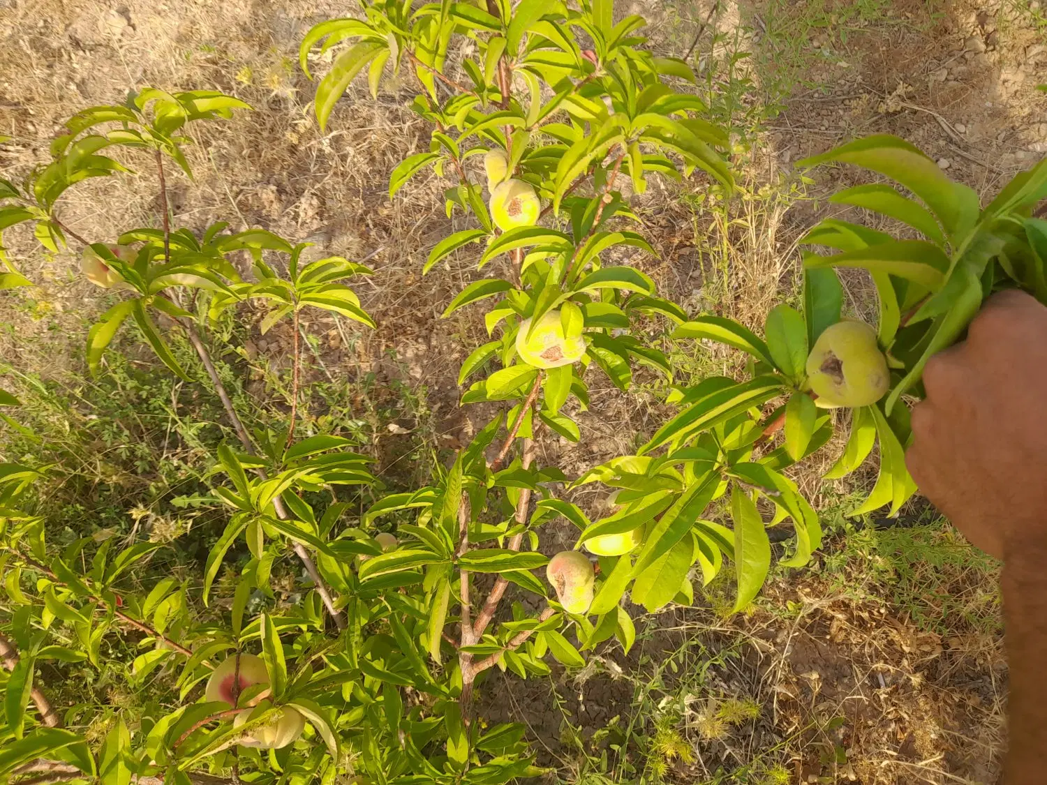 باغ هزار متری با خانه باغ روستای کنگور