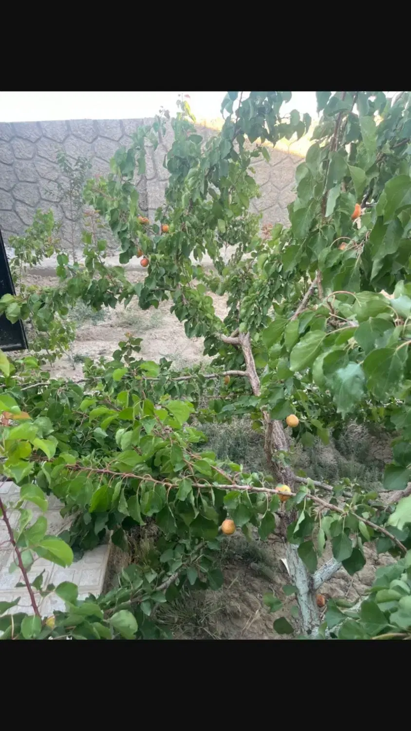 باغ