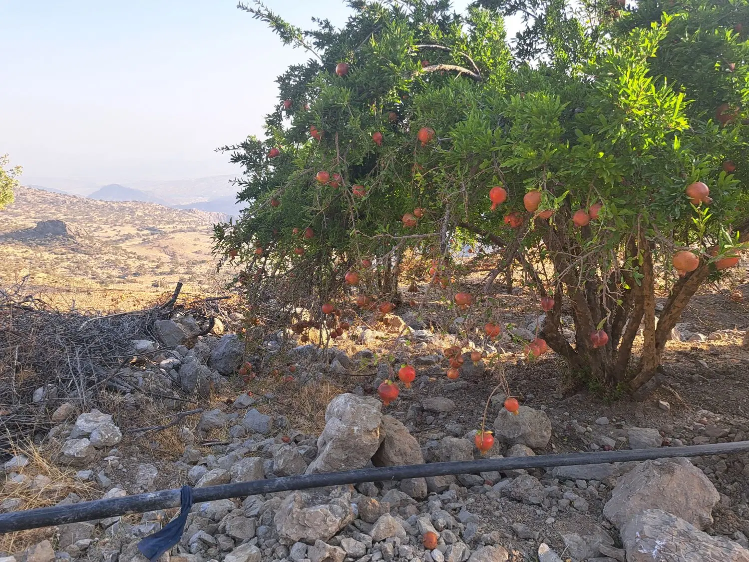 فروش یک قطعه زمین مسکونی به متراژ ۲۲۰ متر