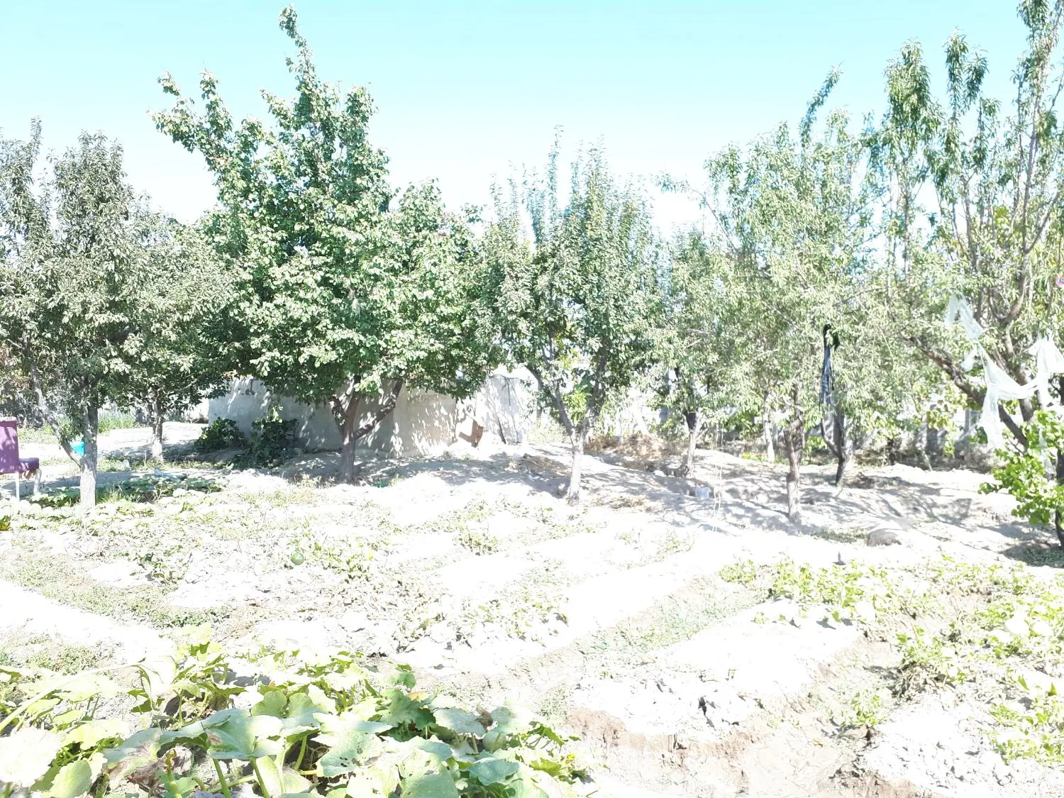باغ انگور و الوان