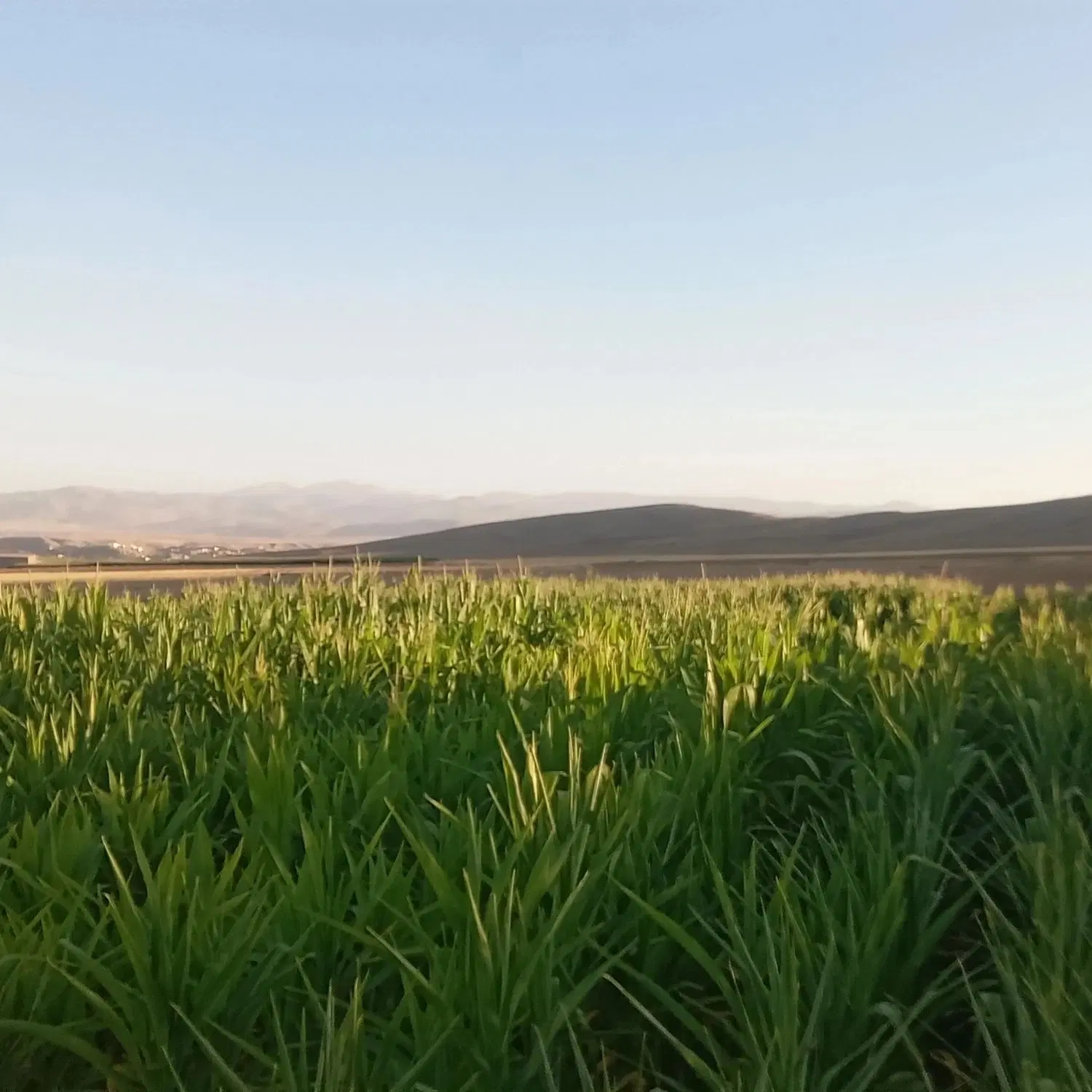 زمین کشاورزی دیم