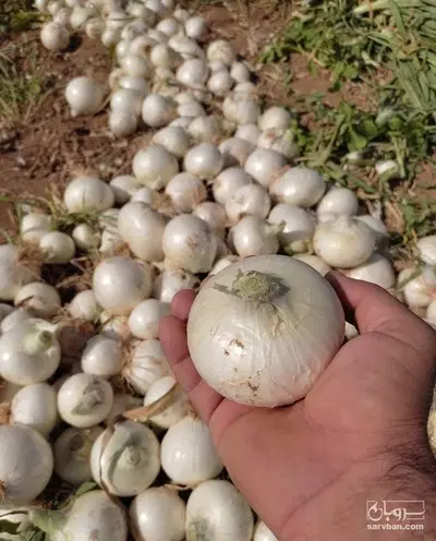 16 هکتار برقی قطره ای موجود است