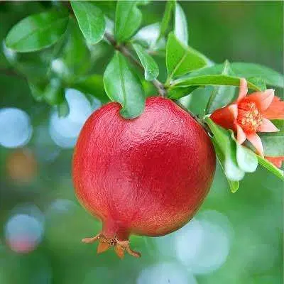 خونه باغ