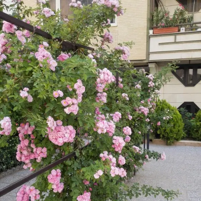 اجاره آپارتمان سه خوابه_بازسازی شده_شخصی ساز_تخلیه