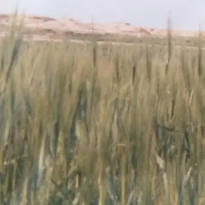 فروش زمین زراعی