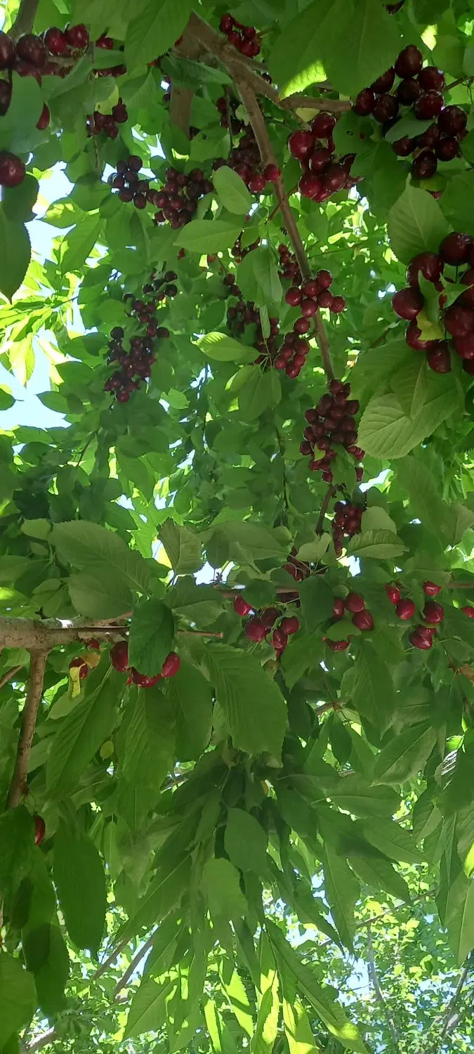 زمین کشاورزی ویلا ساختمان مسکونی