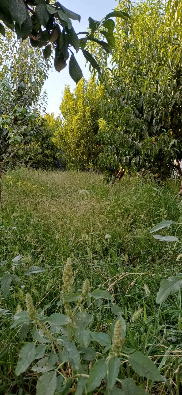 باغچه قاسم آباد بزرگ(هشتگرد)