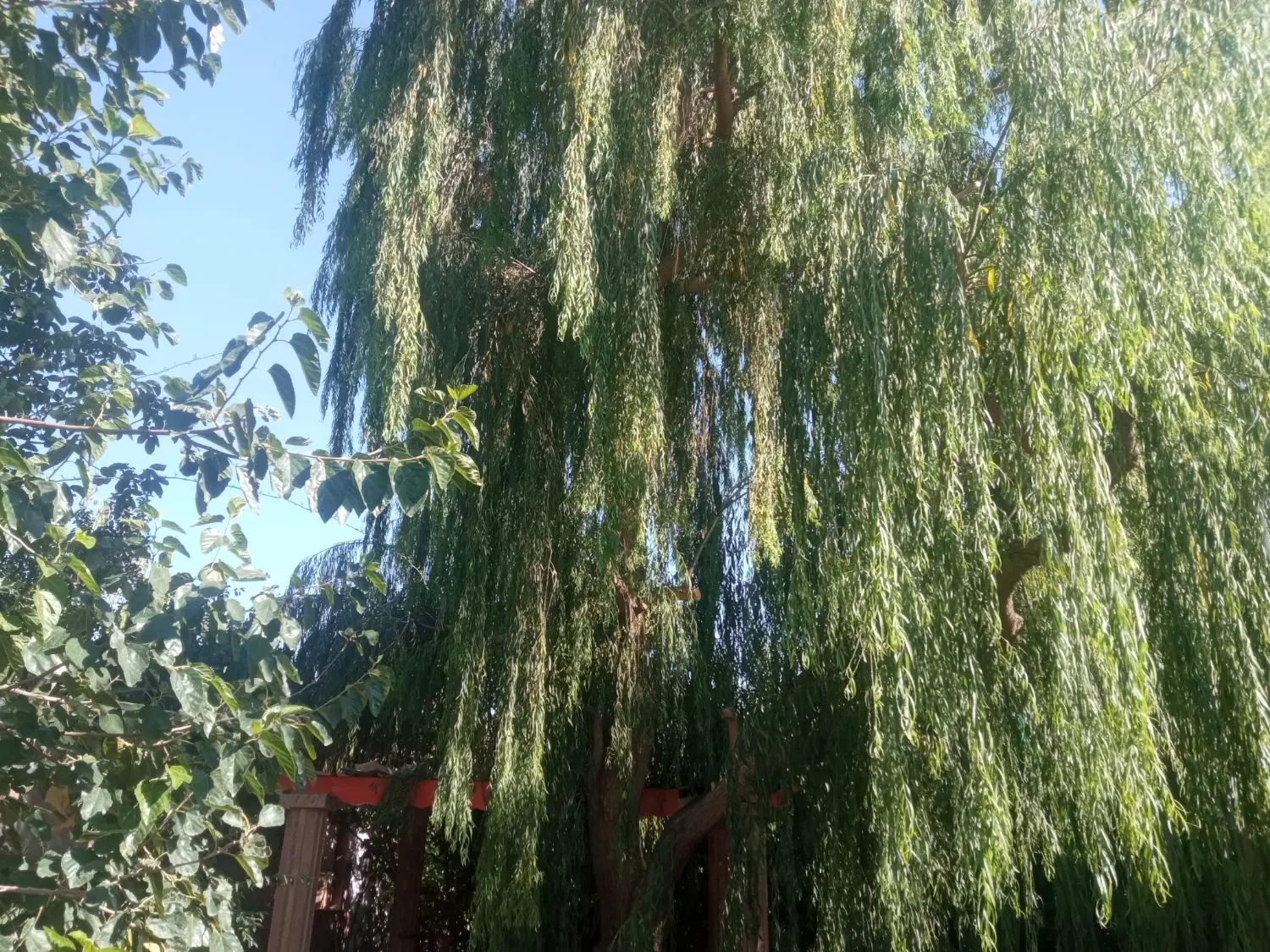 فروش باغ انکوری
