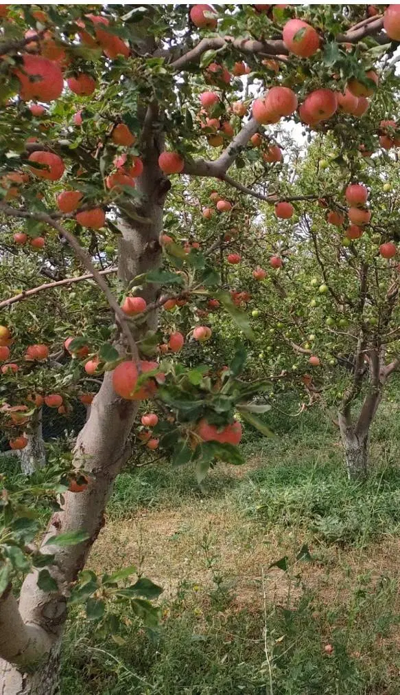 باغ در بستان آباد ۴۳۶ متر سند دار