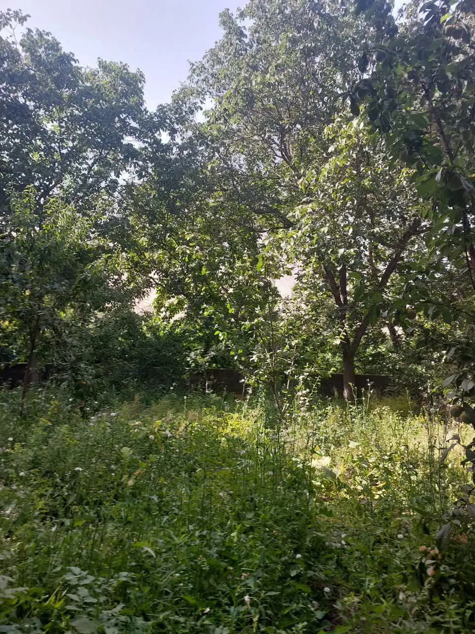 باغ در روستای سرسبز کهندان