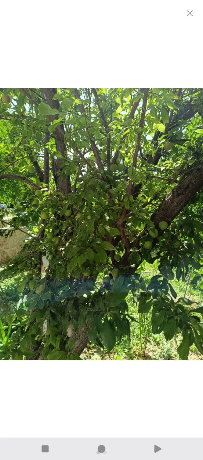 فروش دوقطعه زمین مشاعی