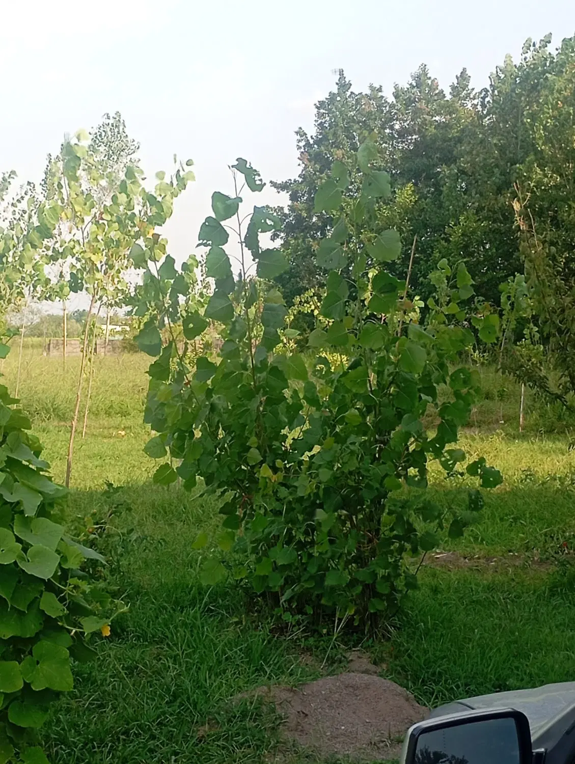 باغ و ویلا دارای ۵۷۷۷متر زمین بدون واسطه