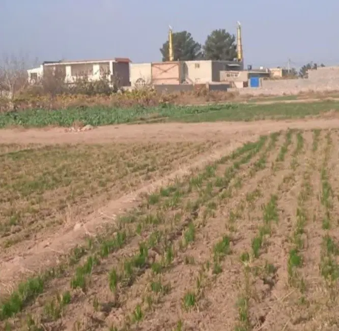 زمین کشاورزی
