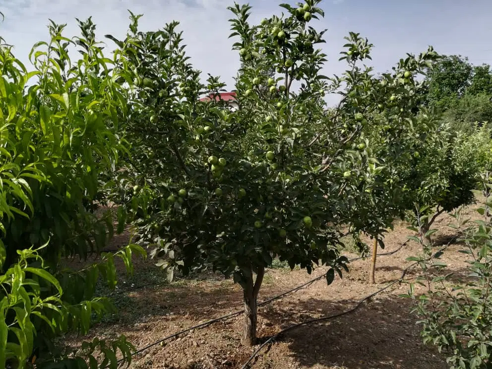 باغ اشترینان