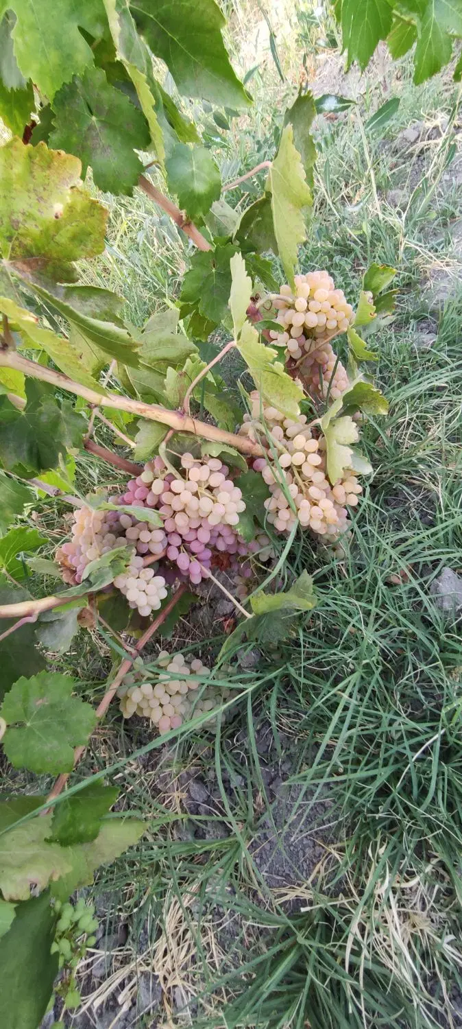 باغ الوان ایستاده