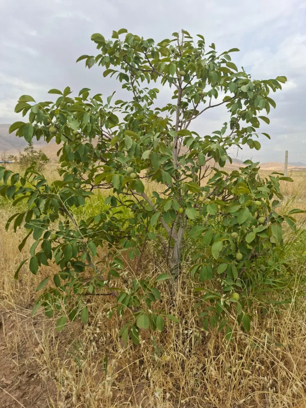 یک قطعه زمین دارای درخت های ۱۰ساله