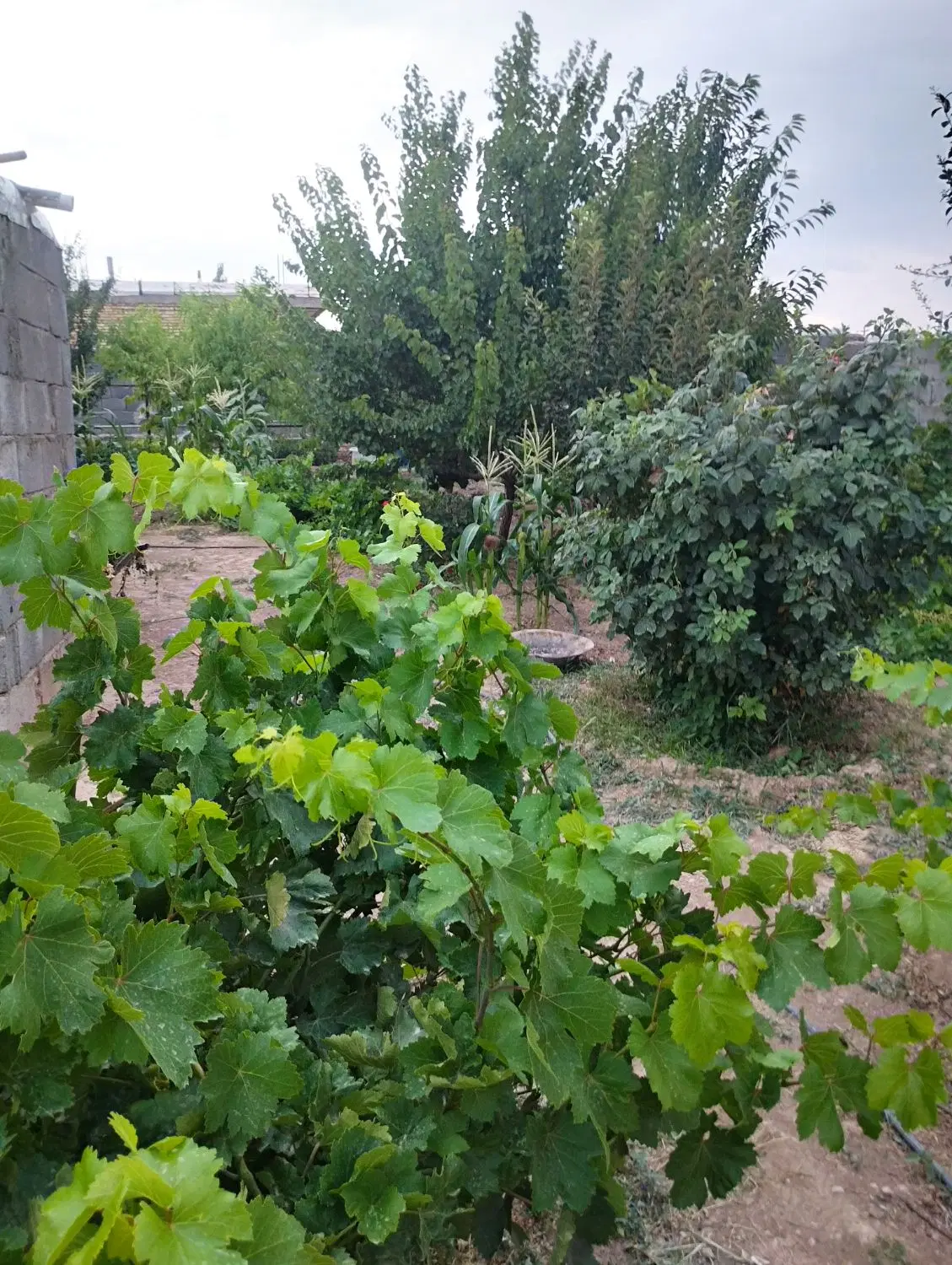 خانه باغ