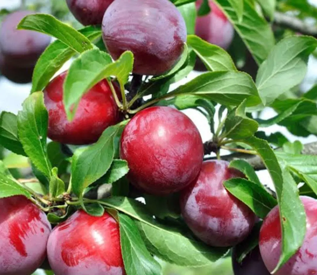 باغچه زیبا
