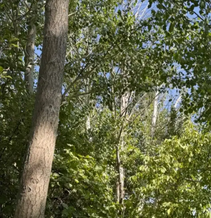 زمین باغی انجیره