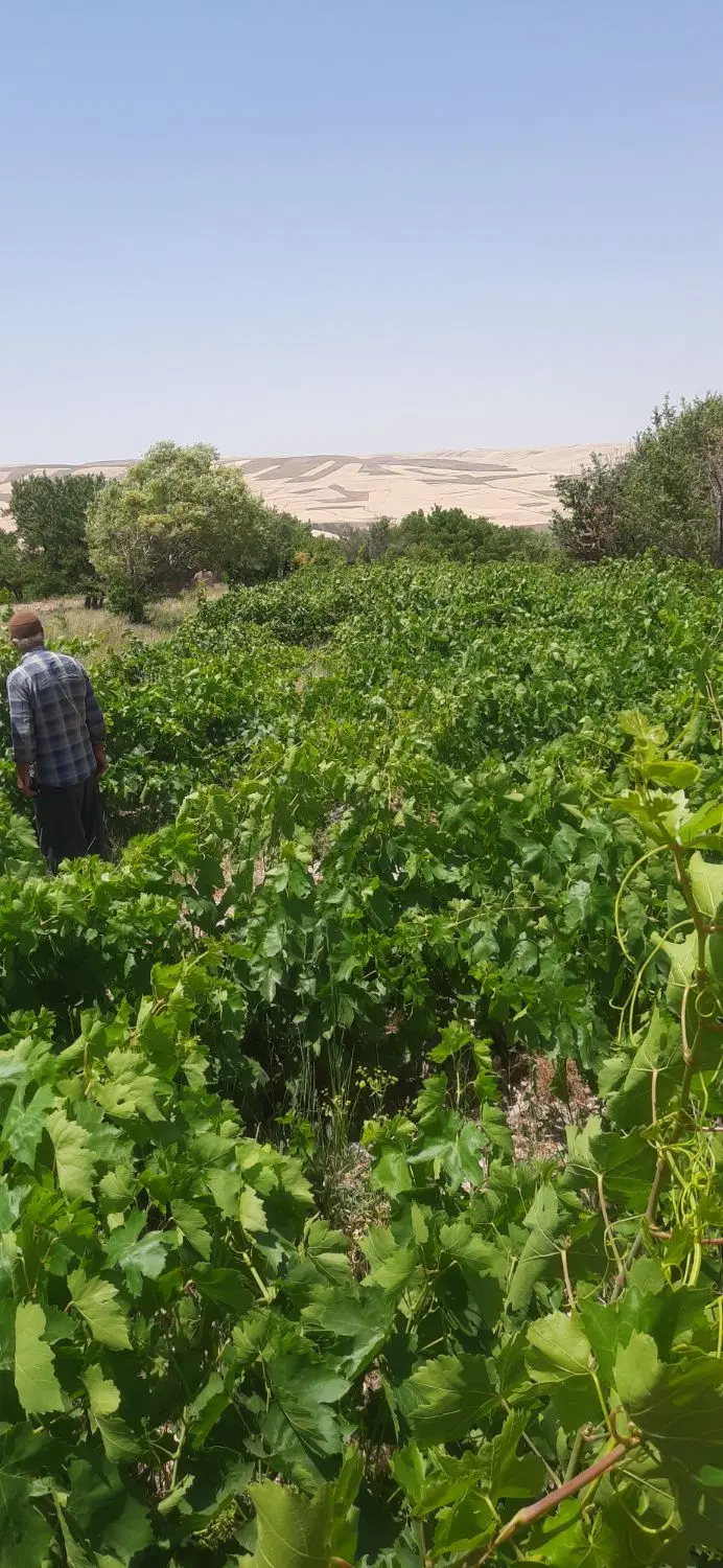 باغ انگور