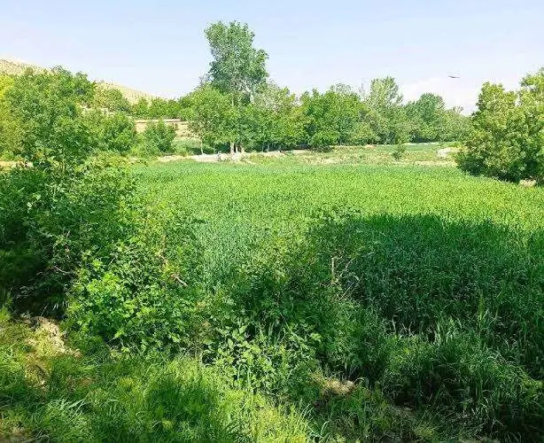 زمین 180 متری روستای تیس
