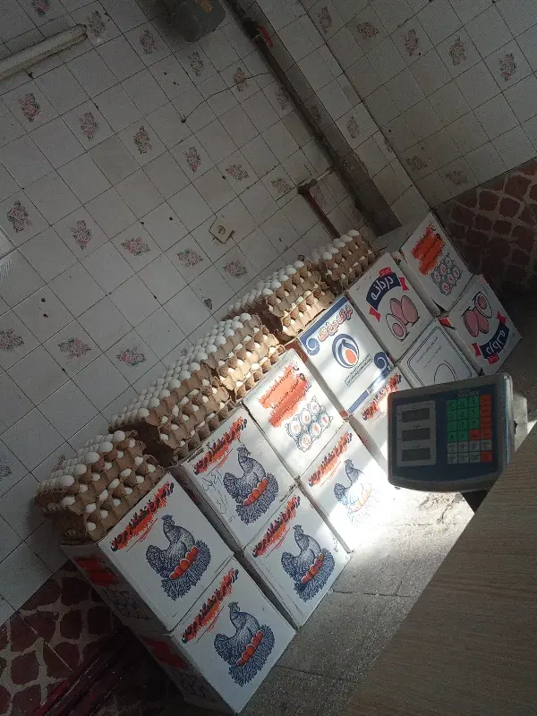 شریک مغازه پخش تخم مرغ فروشی در حال کار نیازدارم