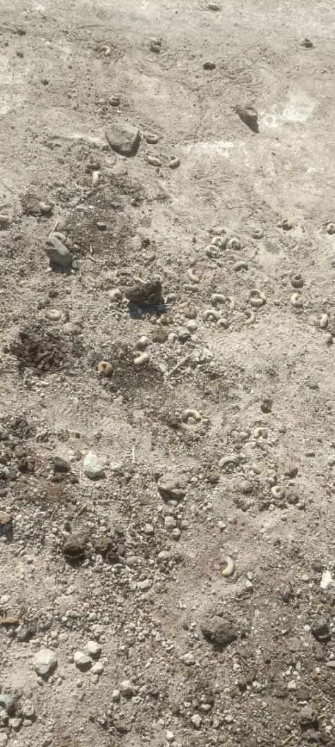 زمین مسکونی سلیمان اباد آینده دار
