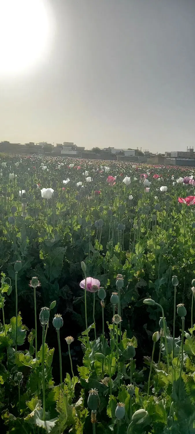 زمین ۵۷۰۰ متر کهریز .اریاشهر. کیهانشهر