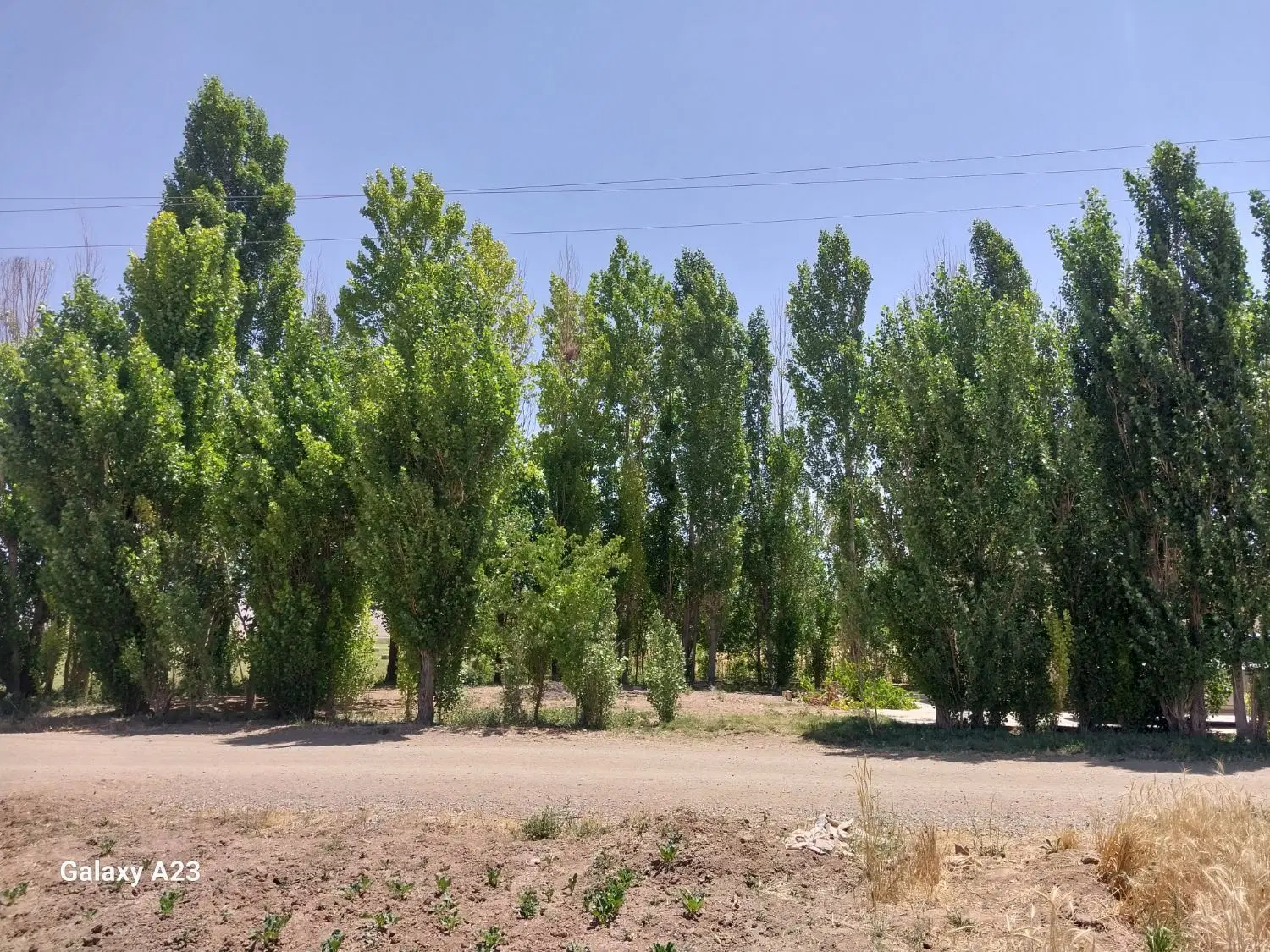 فروش 4و نیم هکتار زمین کشاورزی