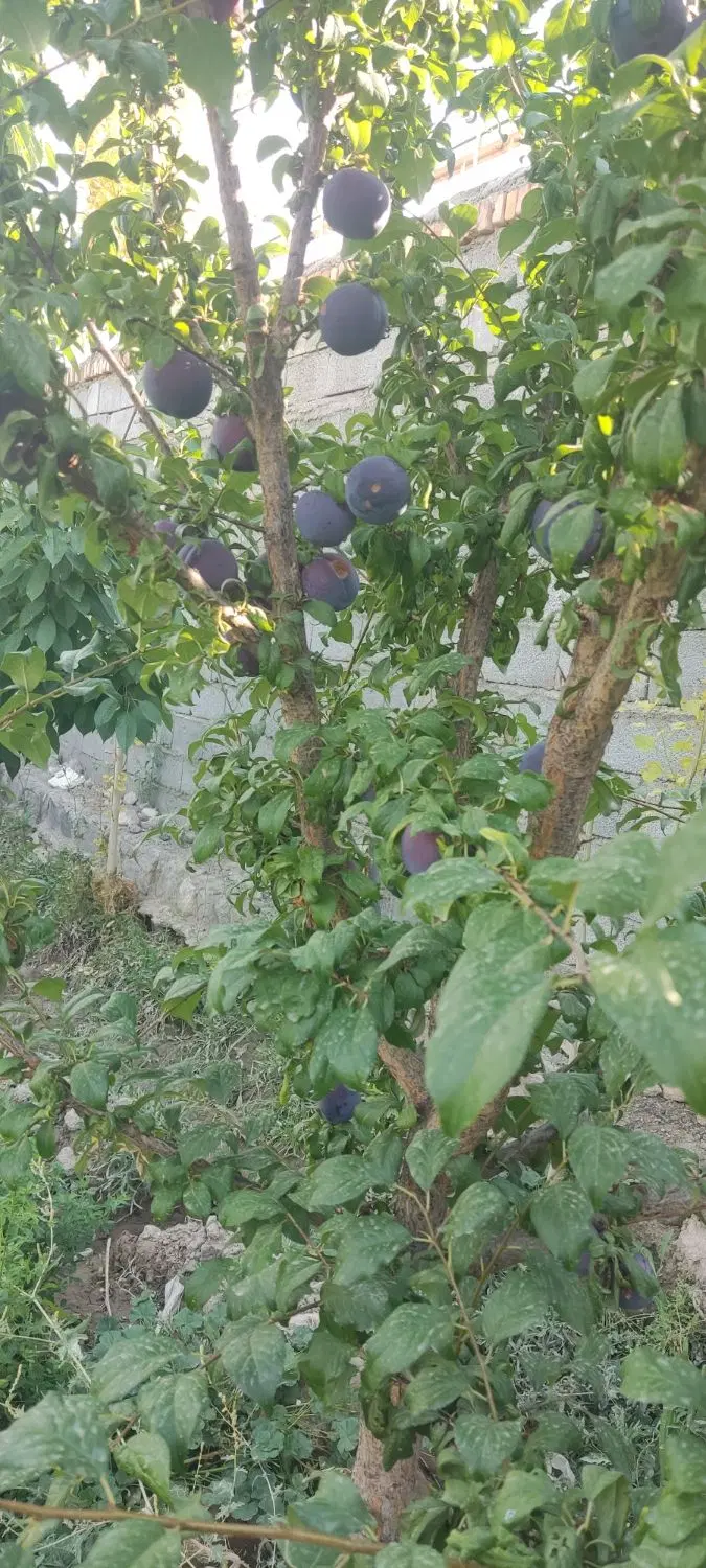 باغ ویلایی در سعید اباد