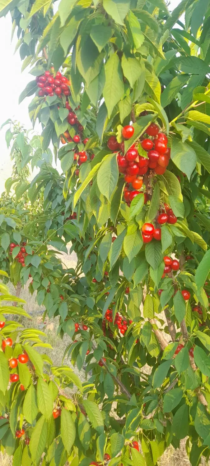باغ