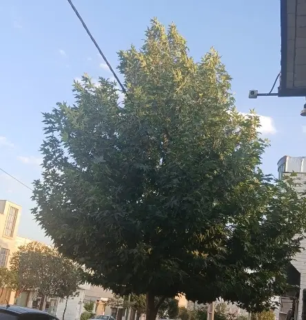 زمین مسکونی شهرک سبز روستای پالتلو
