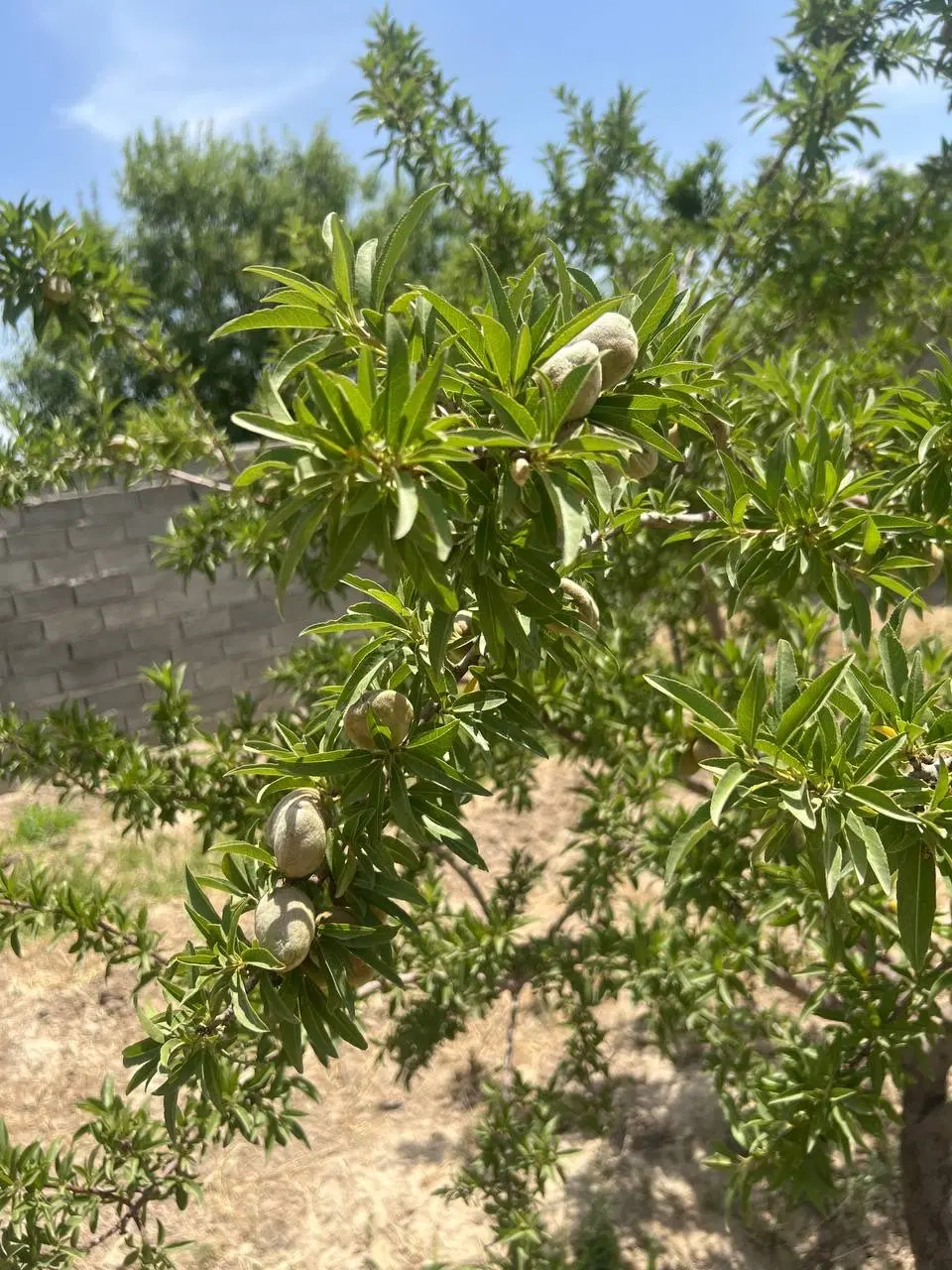 باغچه ۲۷۲متری