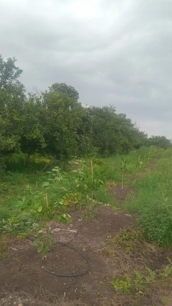 باغ مرکبات خوش محصول