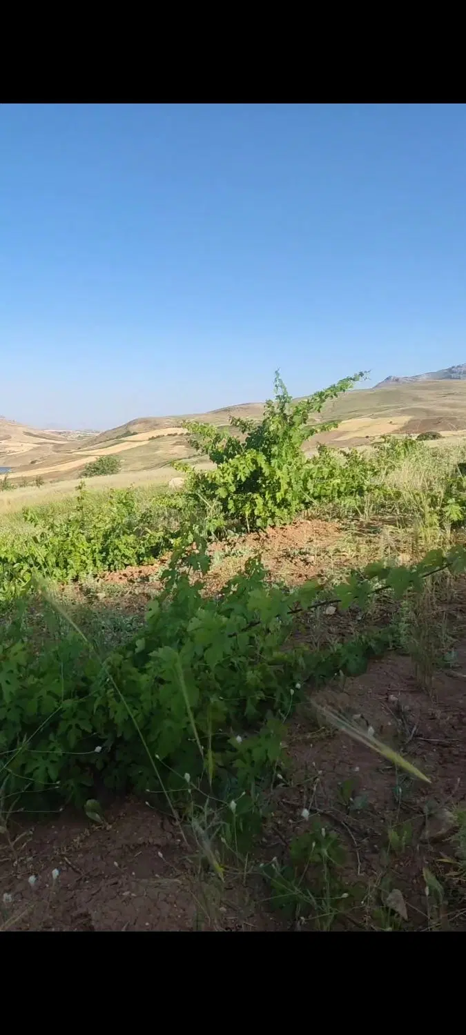 باغ انگور