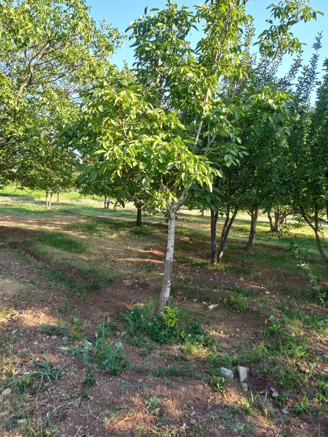 باغ در لرستان