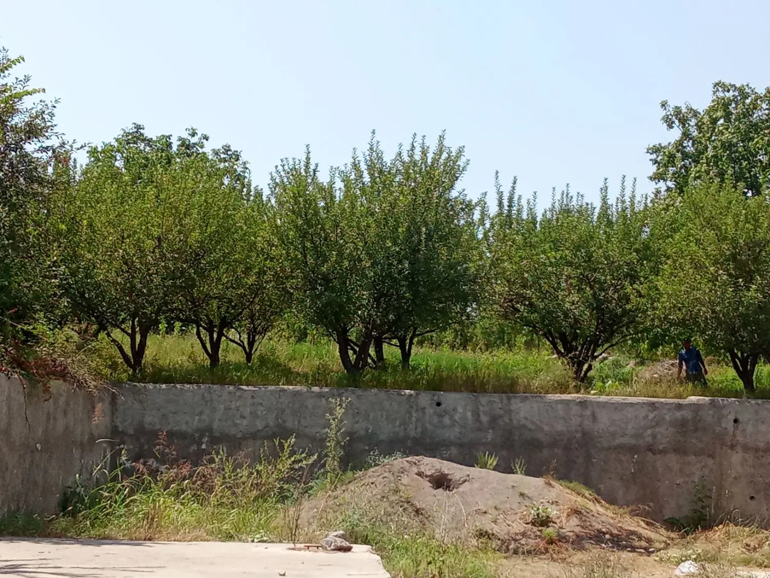 زمین مسکونی نزدیک جاده اصلی