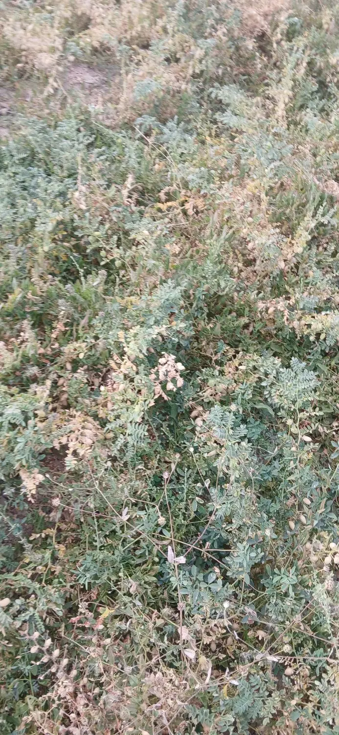 باغ گردوی 3 هکتاری 600نهال بار ده