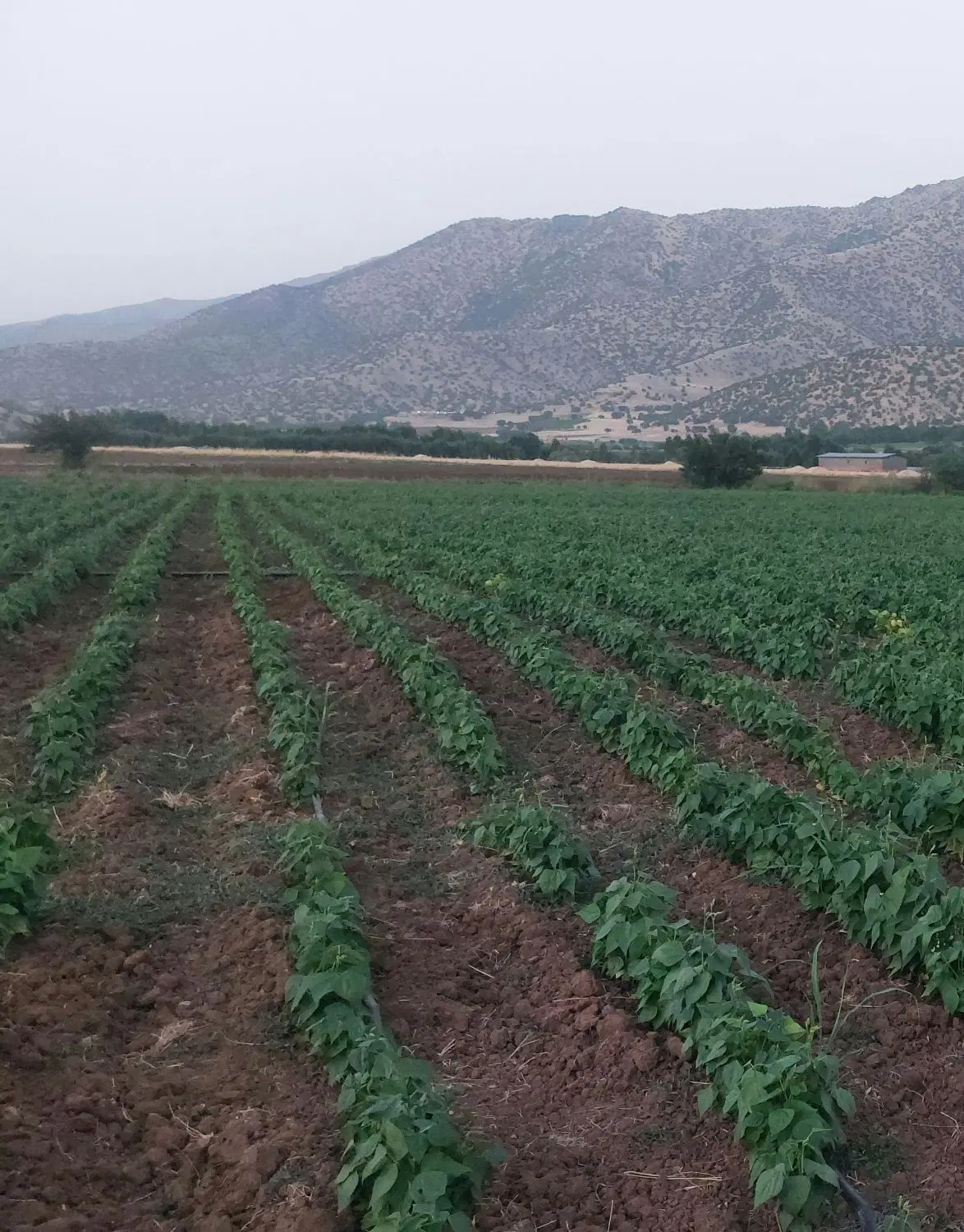 فروش زمین کشاورزی