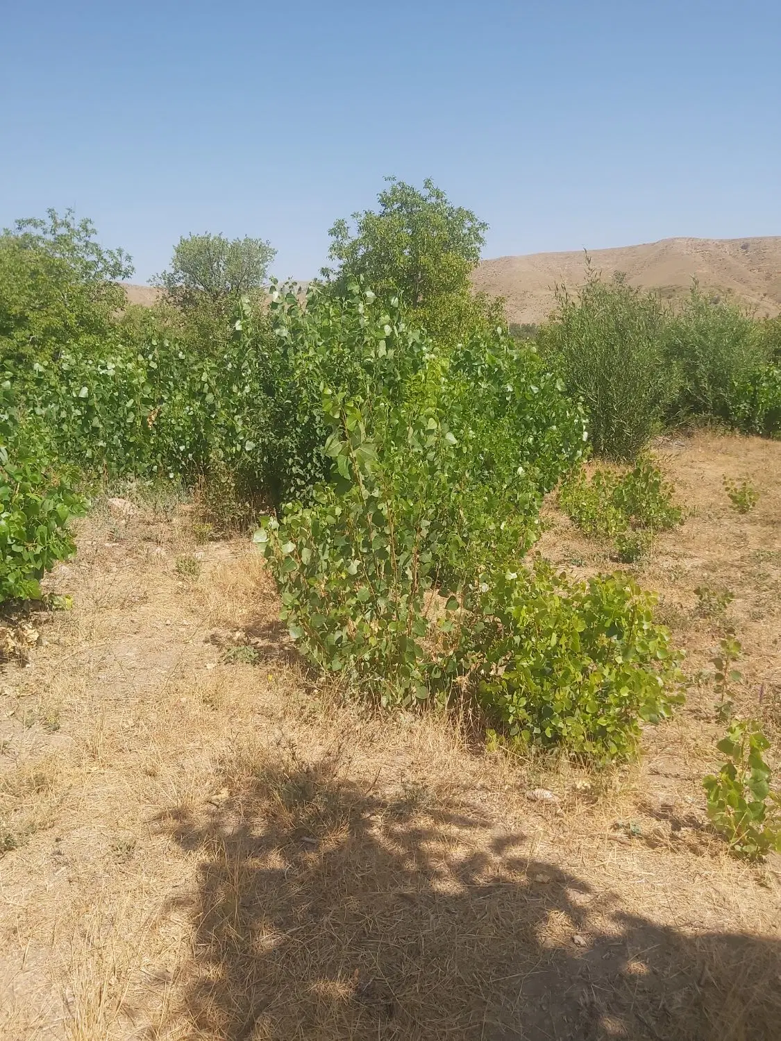 زمین باغی