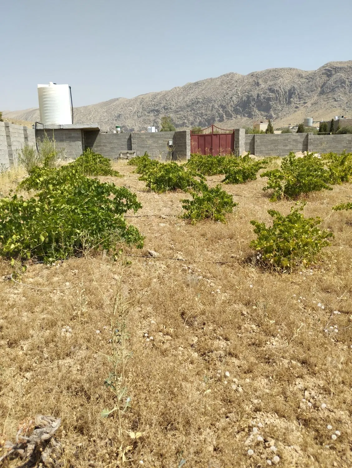 فروش یک قطعه باغ به متراژ ۱۶۰۰ متر
