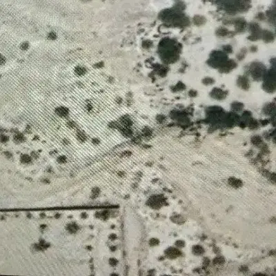 زمین زراعی
